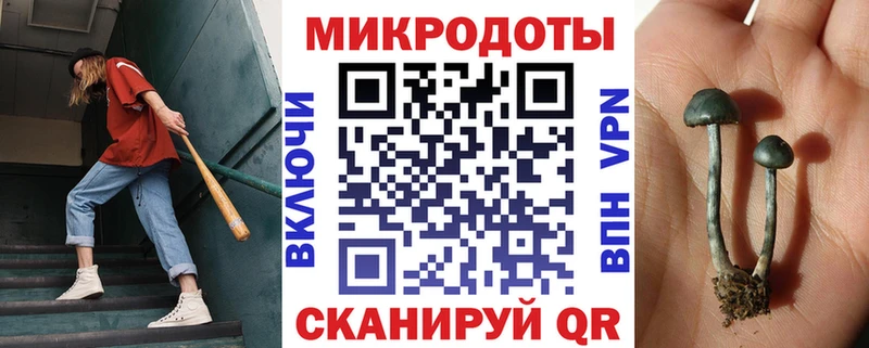 наркошоп  Злынка  Псилоцибиновые грибы Psilocybine cubensis 